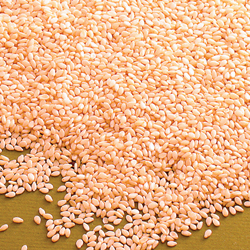 Sesame Seeds Raw Hulled
